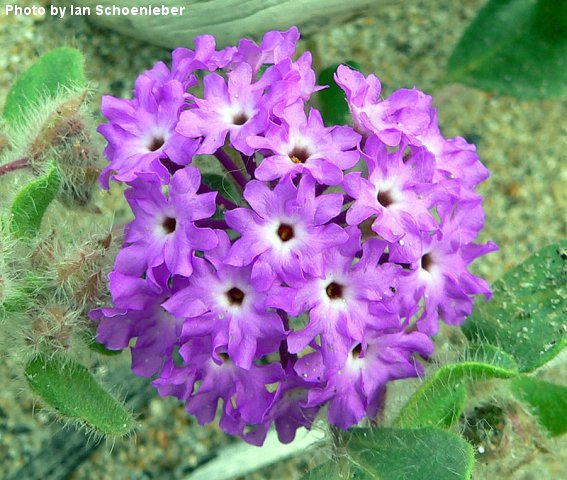 Desert Wildflowers: March, 2005
