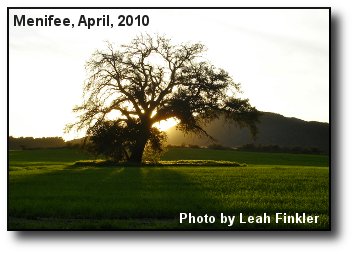 Oak Tree