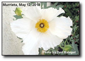 Fried Egg Poppy