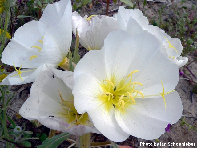 Desert Wildflowers: March, 2005